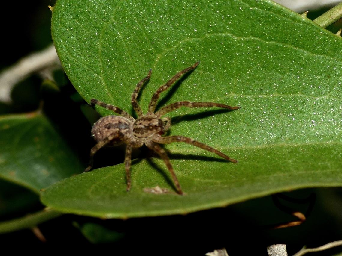 Zoropsis spinimana - Toano (RE)